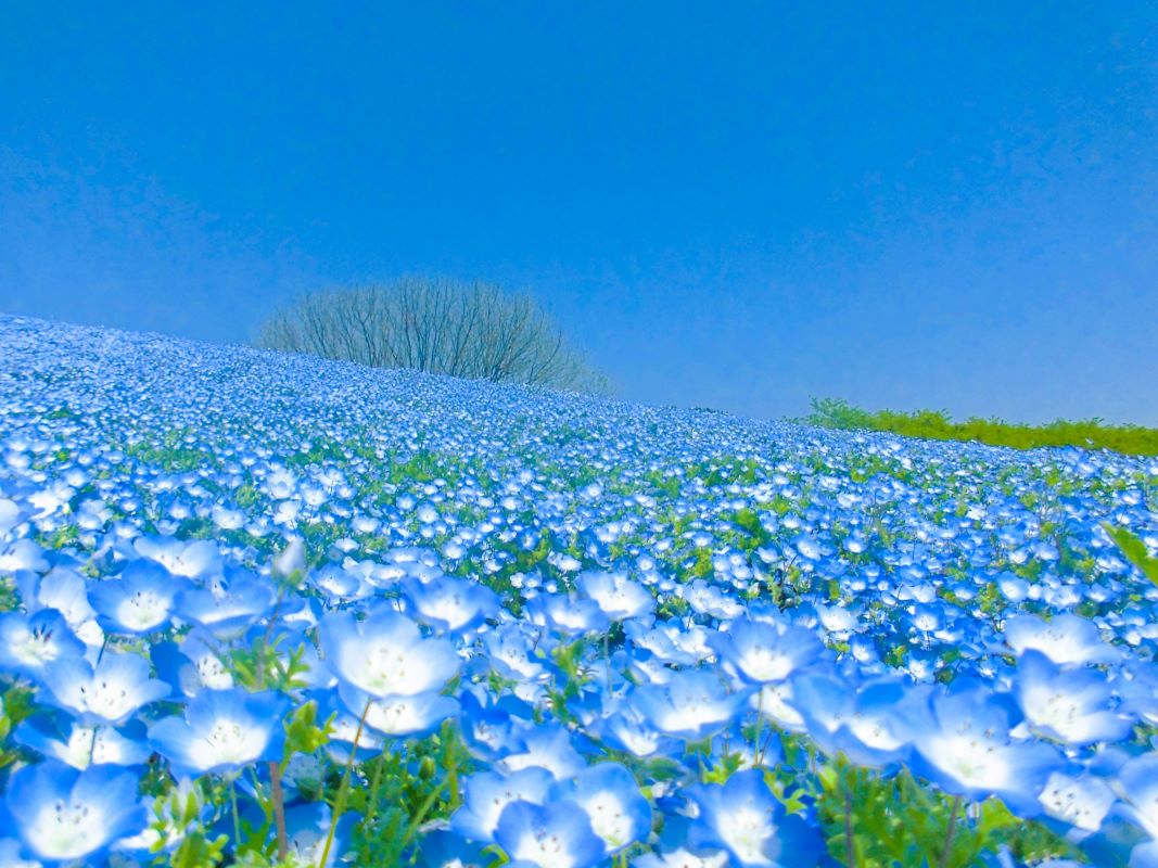 Nemophila flowers at Uminonakamichi Seaside Park